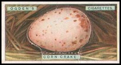 6 Corn Crake